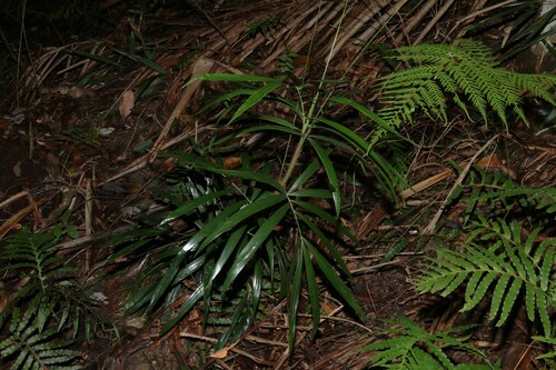 Calamus muelleri, photograph 4