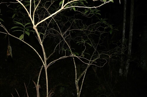 Abrophyllum ornans, photograph 3