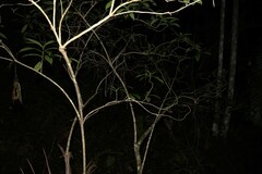Abrophyllum ornans, photograph (c) Greg Tasney, some rights reserved (CC BY-SA)