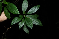Abrophyllum ornans, photograph (c) Greg Tasney, some rights reserved (CC BY-SA)