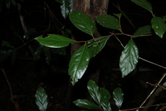 Endiandra pubens, photograph (c) Greg Tasney, some rights reserved (CC BY-SA)