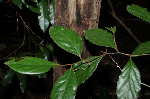 Endiandra pubens, photograph 5