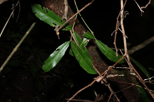 Wilkiea macrophylla, photograph 5