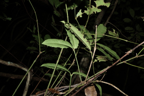 Wilkiea macrophylla, photograph 6
