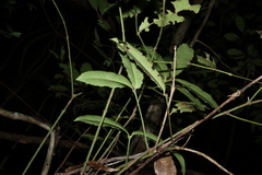 Wilkiea macrophylla, photograph (c) Greg Tasney, some rights reserved (CC BY-SA)