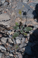 Chylismia