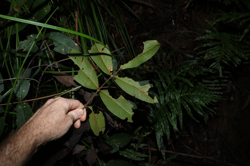 Flindersia bennettii, photograph 4
