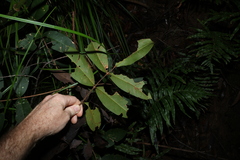 Flindersia bennettii, photograph (c) Greg Tasney, some rights reserved (CC BY-SA)