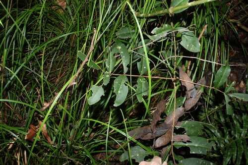 Flindersia bennettii, photograph 3
