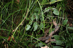 Flindersia bennettii, photograph (c) Greg Tasney, some rights reserved (CC BY-SA)