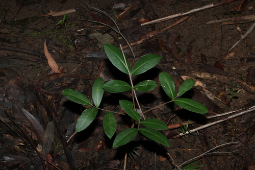 Flindersia bennettii, photograph 2