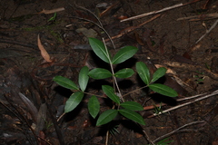 Flindersia bennettii, photograph (c) Greg Tasney, some rights reserved (CC BY-SA)