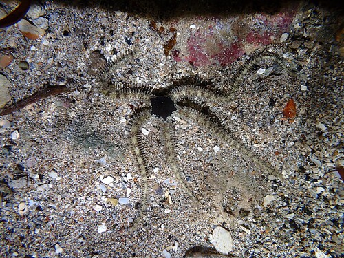 Ophiomastix elegans observed 2026-07-04