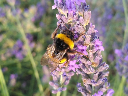 Buff-tailed Bumble Bee