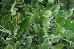 Citrus hystrix