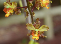 Cyrtopodium punctatum