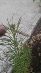 Coreopsis verticillata