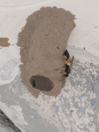 Sceliphron destillatorium