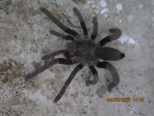 Bioko Baboon Spider