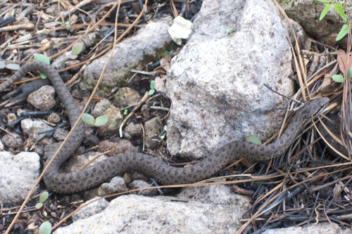 Twin-spotted Rattlesnake, Crotalus pricei
