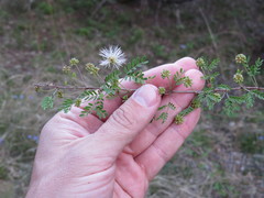 Mimosa borealis