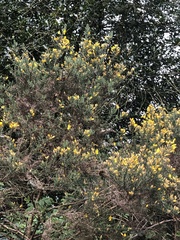 Ulex europaeus