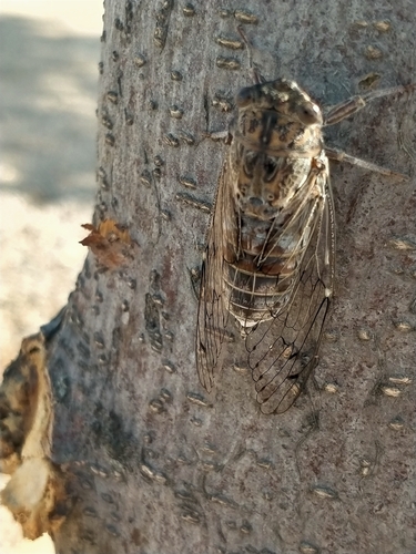Cicada barbara