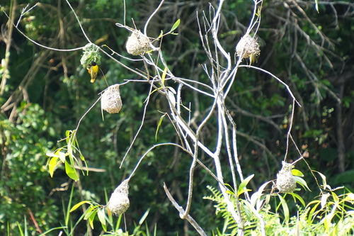 iNaturalist image