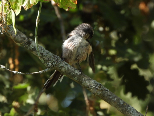 Long-tailed Tit