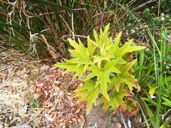 Pelargonium citronellum