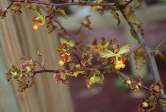 Cyrtopodium punctatum