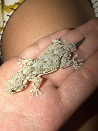 Moorish Gecko