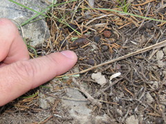 Pseudouroctonus reddelli