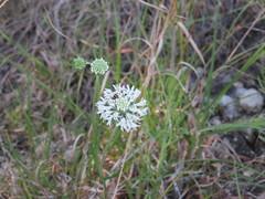 Marshallia caespitosa