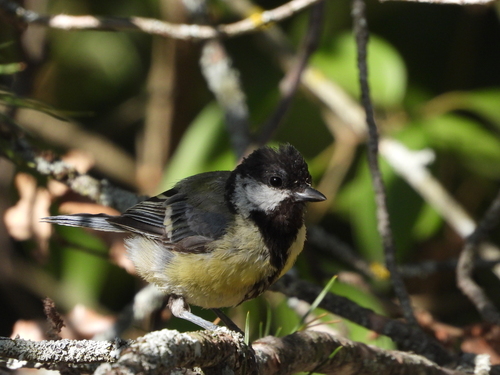 Great Tit