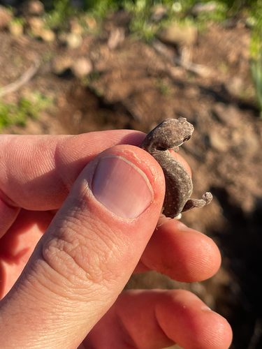Cradock Thick-toed Gecko