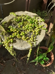 Curio rowleyanus