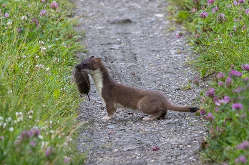 Eurasian Stoat, 9315 TD Roderwolde, Nederland, photo 6 of 10