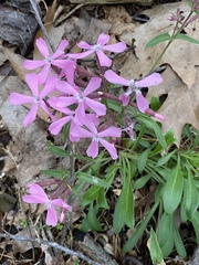 Silene caroliniana