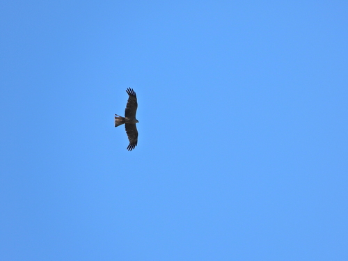 Black Kite
