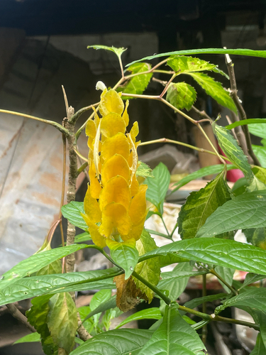 golden shrimp plant