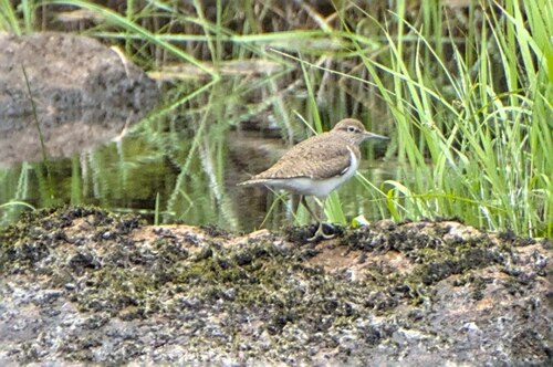 Common Sandpiper