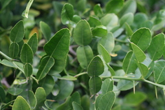 Citrus hystrix