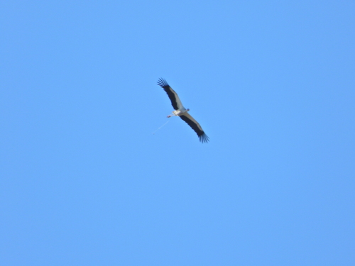 European White Stork