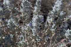 Salvia funerea