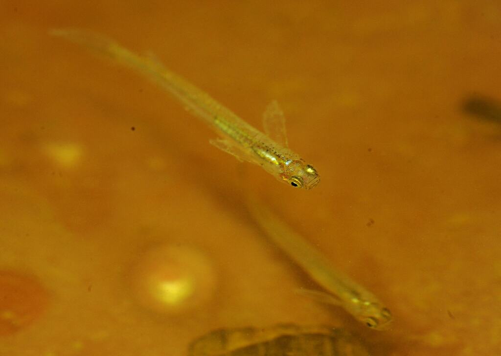 Guppy
