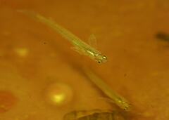 Guppy photo 1