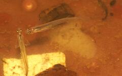 Guppy photo 4