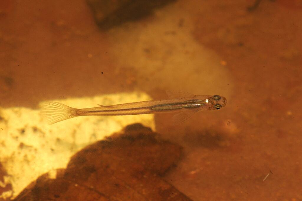 Slanke tomeurus (Tomeurus gracilis) — Poeciliidae