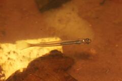 Guppy photo 2